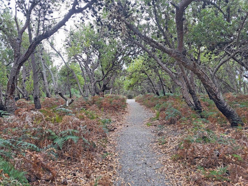 Wilsons-Promontory-Nationalpark