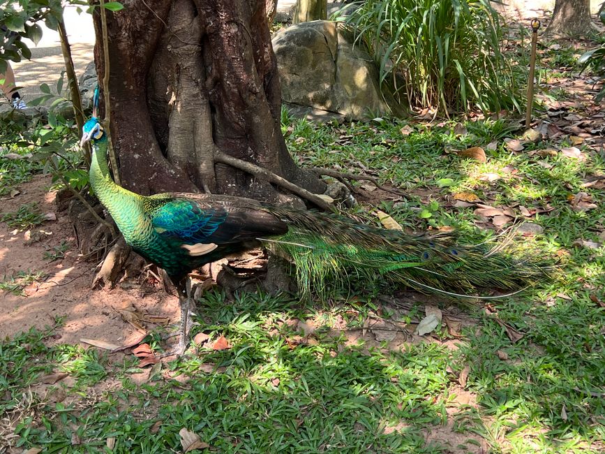Tag 16 - Phu Quoc: Tierische Higloghts und glitzerndes Einhorn