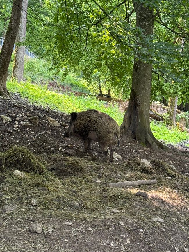 📍Wildpark, Hundshaupten/ 📍Wildlife Park, Hundshaupten