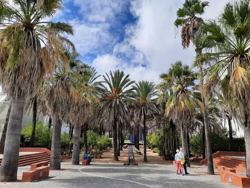 Un pequeño parque de palmeras 