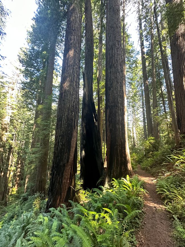 North Californian redwoods