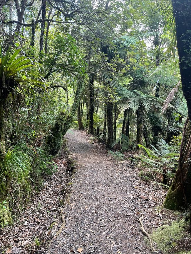 Heute ist Wandertag! Coromandel Forest Park - Waiomu Kauri Grove