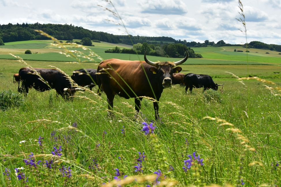 * * * S E C H T A S A F A R I - der Auerochsenweg
bei Bopfingen * * *