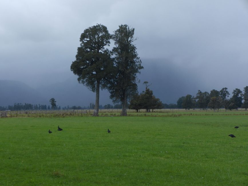 2025-03-11 Côte ouest NZL Partie 2