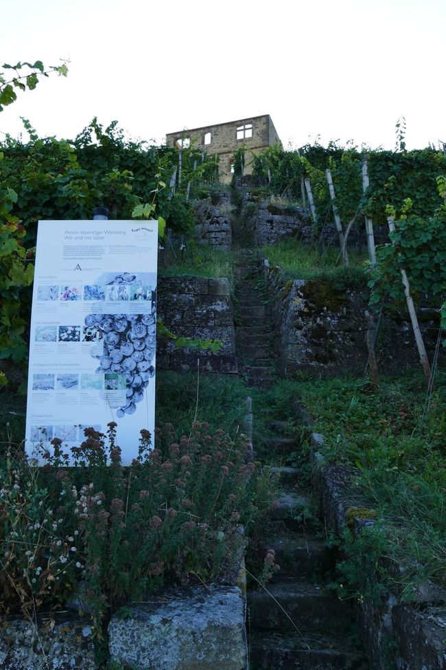 Zwischen Weinreben und Geschichte: Die Yburg im Fokus 📸