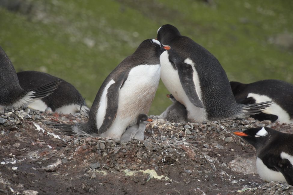 Eselspinguine mit Küken / Gentoo penguins with chicks