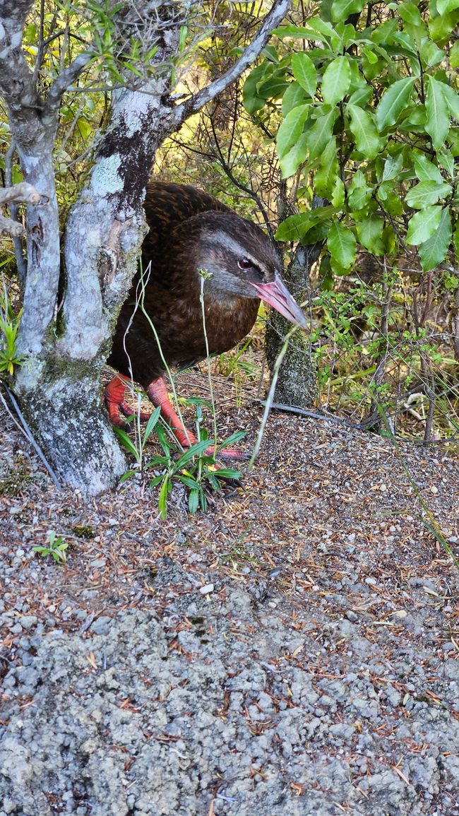 Picton - Queen Charlotte Track