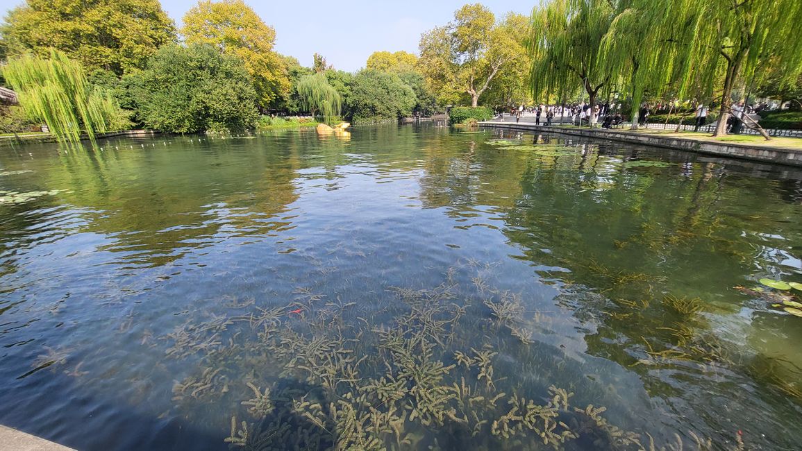 Búfalo dorado en el Lago Oeste