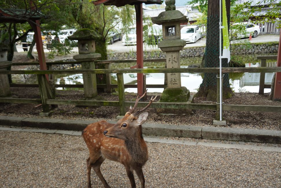 Über Nara nach Kyoto