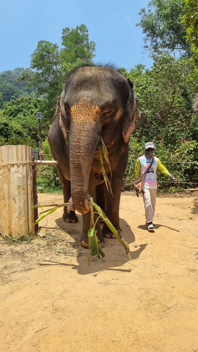 Visite d'une station de sauvetage pour éléphants