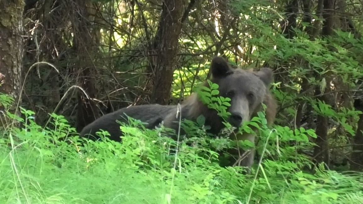 Day 25: Chilkoot Lake & more 'Bear' than we would like