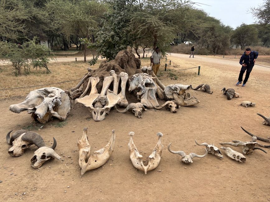 Parc national de Tarangire