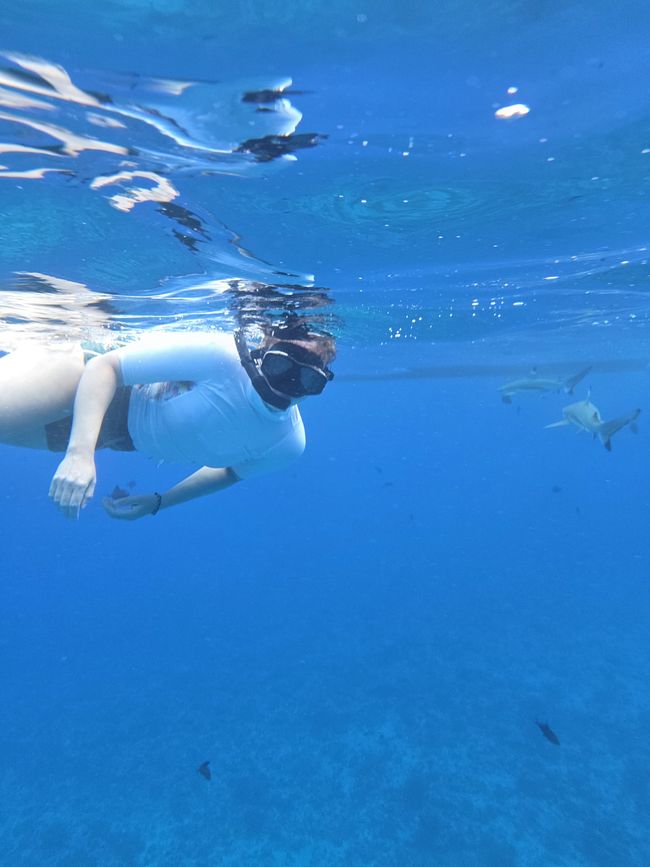 Schnorcheln mit Haien // snorkeling with sharks