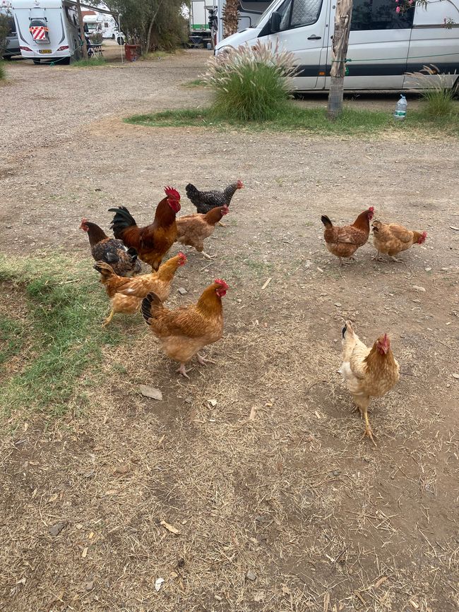 The chickens in front of the van are hungry - Susi not so much in the van