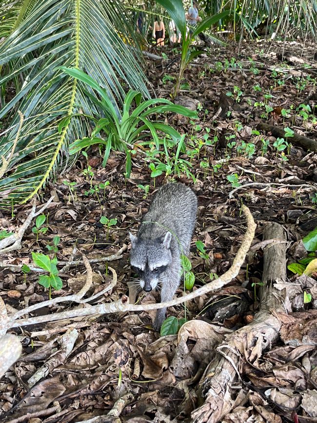 Waschbär