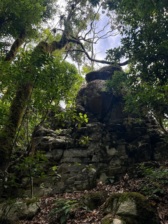 Parque Nacional de Garajonay hiking