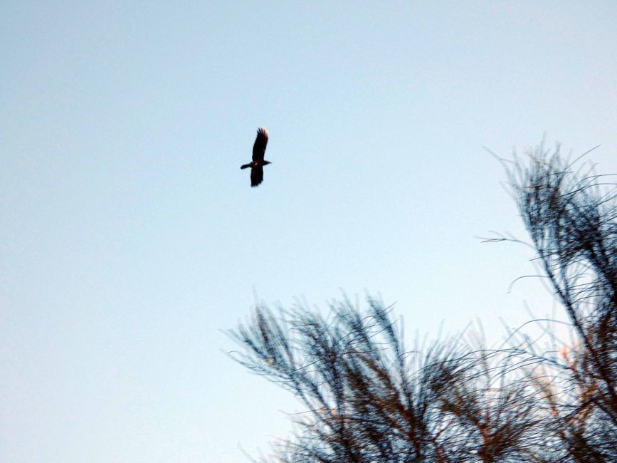The wild geese would not let us through anymore