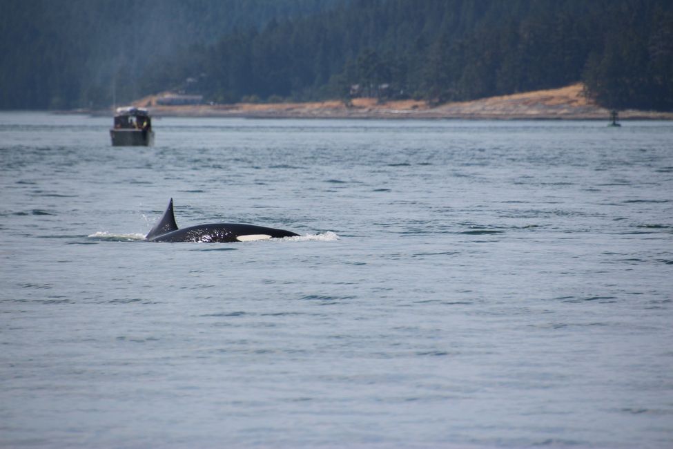 Eagle Wing Whale Watching