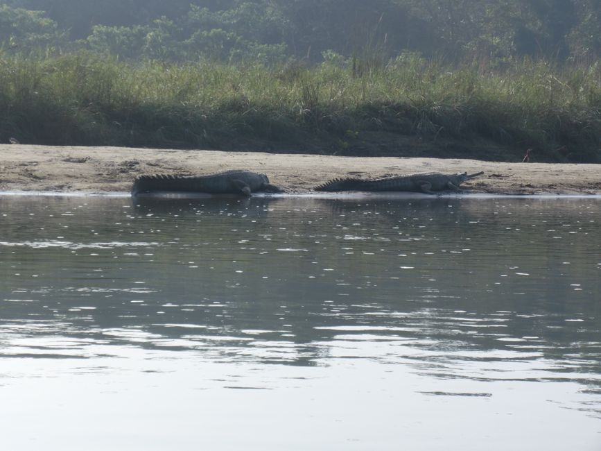 Die Krokodile liegen träge am Fluss 