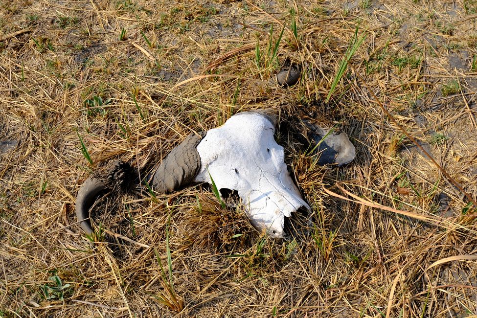 Okavango Delta 🇧🇼