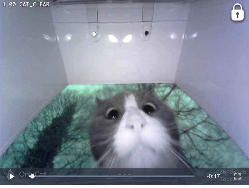 Self-determined cat
