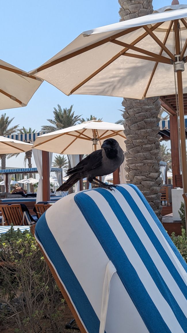 Saadiyat Beach Club