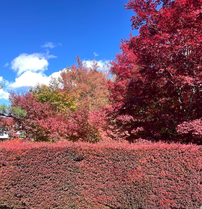 6. Ausflug zum Koli von Japan oder : Schon wieder ne fast-Katastrophe