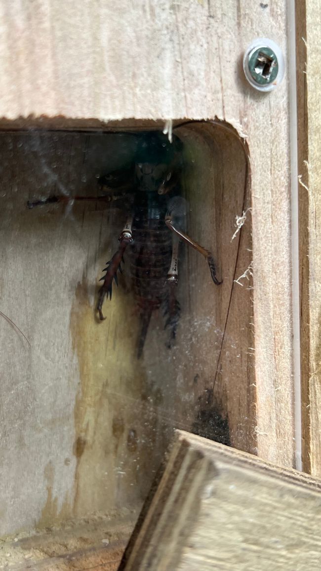 Weta