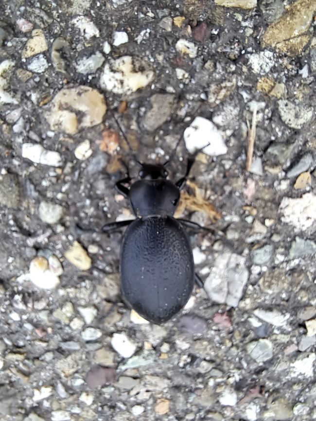 Gold-shining rose beetle