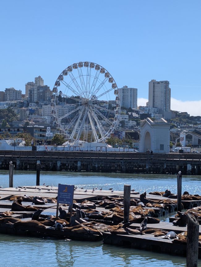 San Francisco and back to Germany 