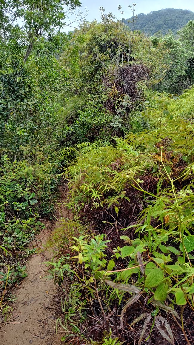 Brasil, Fortaleza Sendero del Bosque Tropical