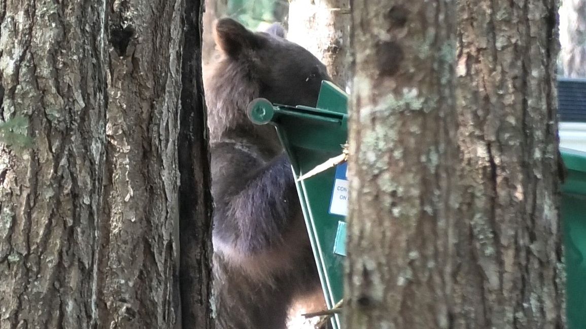 Day 25: Chilkoot Lake & more 'Bear' than we would like