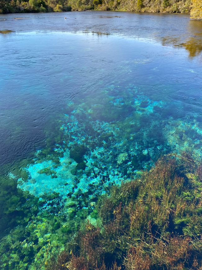 Te Waikoropupu Springs - such clear water!