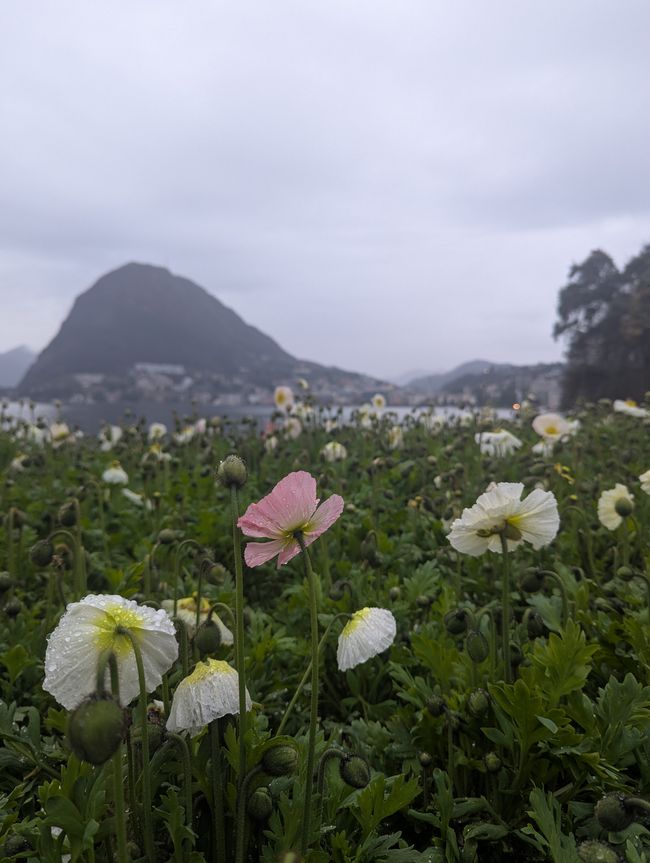 Lugano