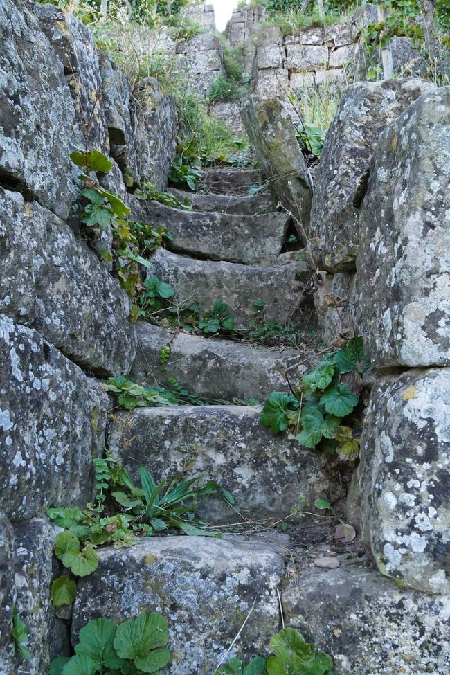 Between Vines and History: The Yburg in Focus 📸