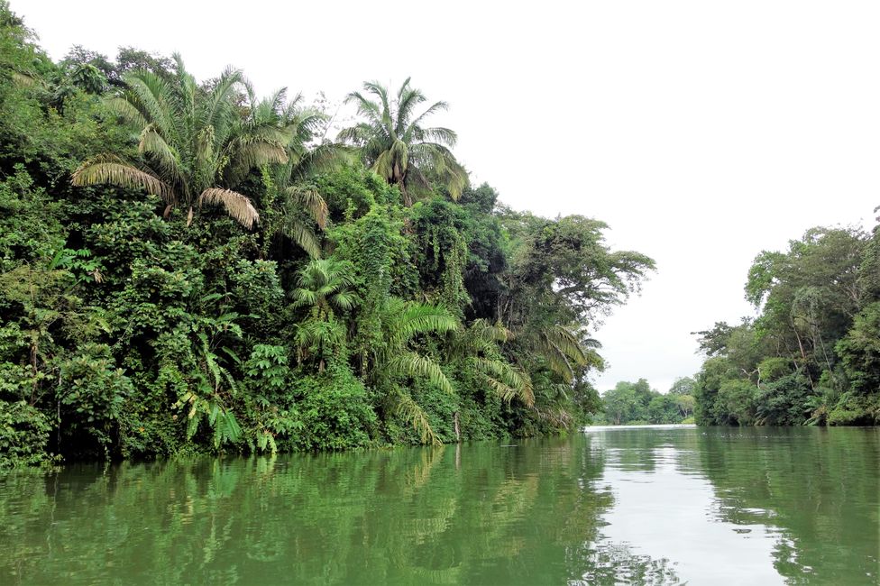 Regenwald am Lake Gatún