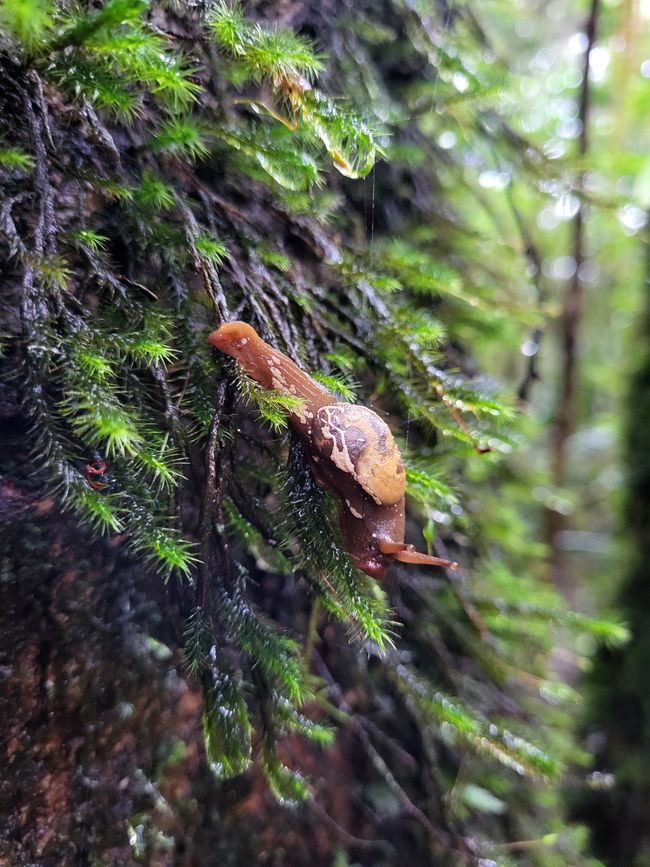 Schnecke mit anscheinend frisch nachwachsendem Haus