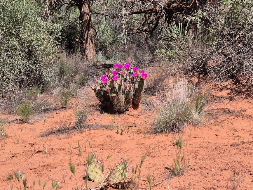 Bell Rock