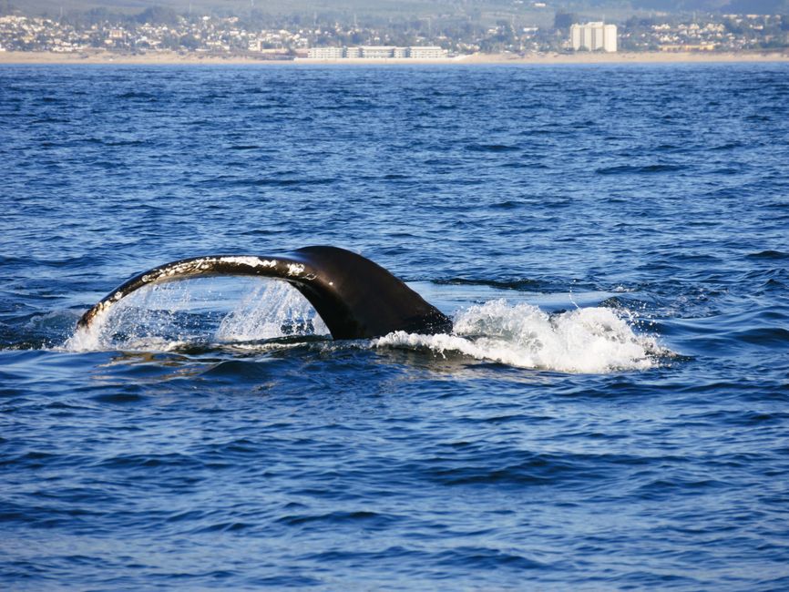 whale watching