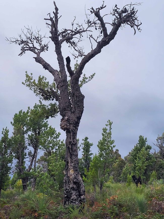 Wilsons-Promontory-Nationalpark