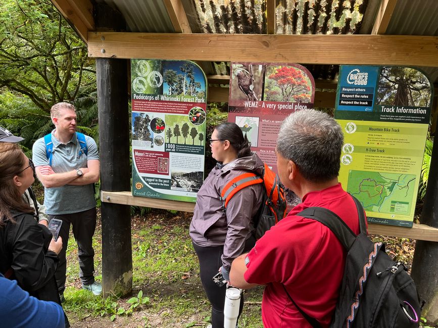 Whirinaki – Der Tag, an dem mich die Natur wieder gefunden hat