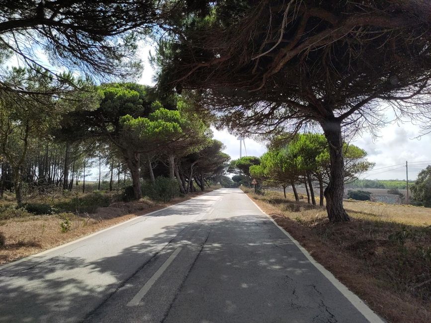 Carvoeiro