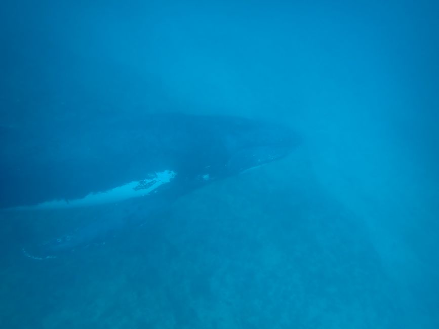 Snorkeling with Humpback Whale / Humpback whale swim