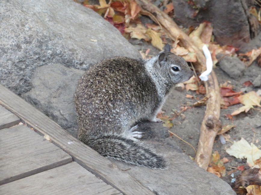 Yosemite