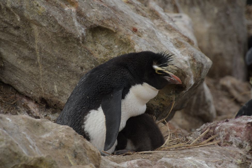 Felsenpinguine / Rockhopper penguins