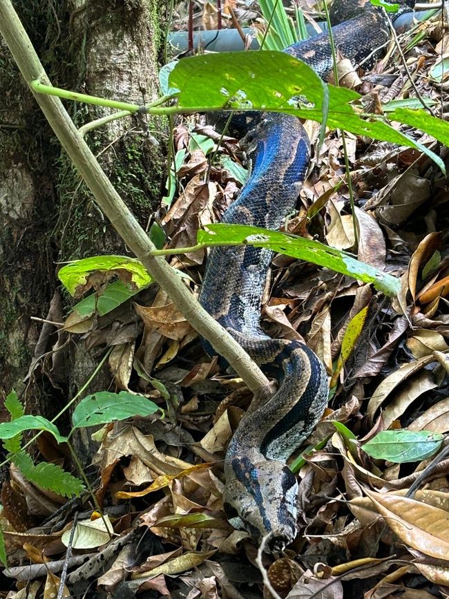 Boa di 3 m