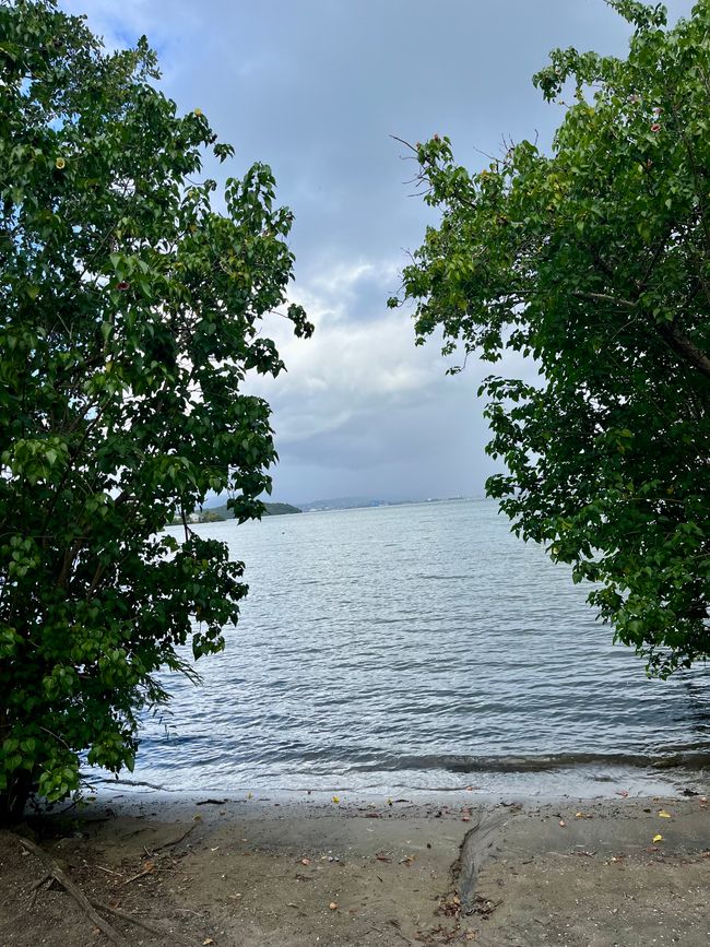 Ausblick vom Mangrovenwald