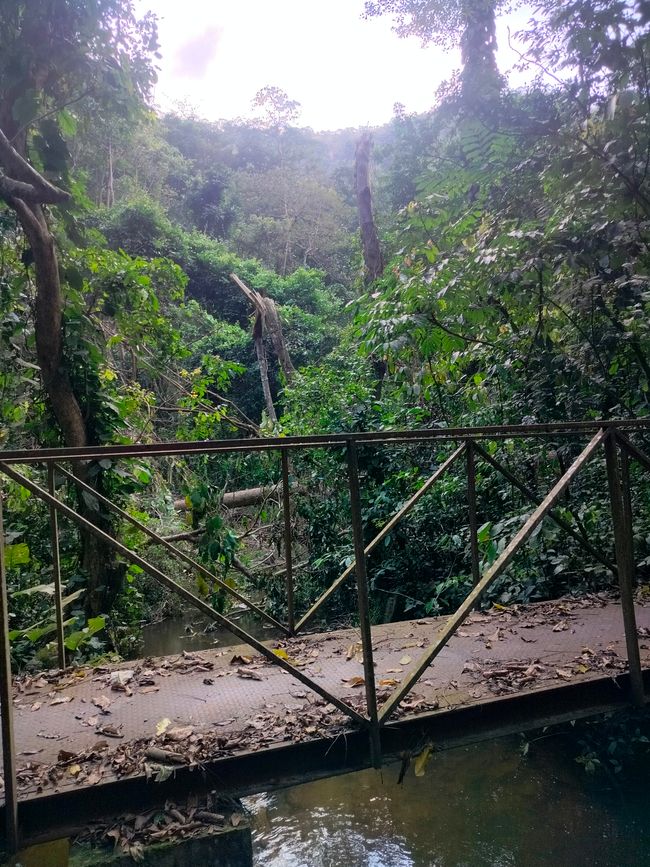Chutes d'eau de Wli, Sanctuaire des Singes de Tafi, Mont Gemi