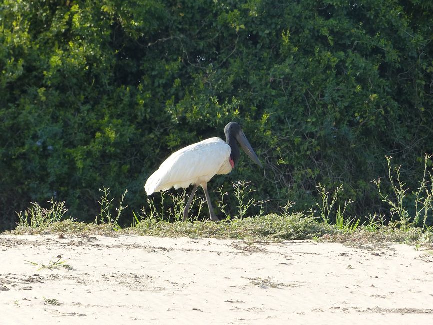 Brazil Pantanal River Cruise