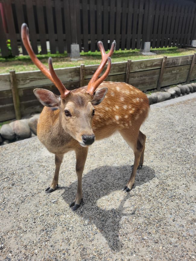Day 3 in Osaka or Nara